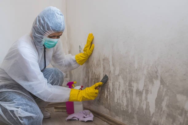 Mold Removal Process in Aetna Estates, CO